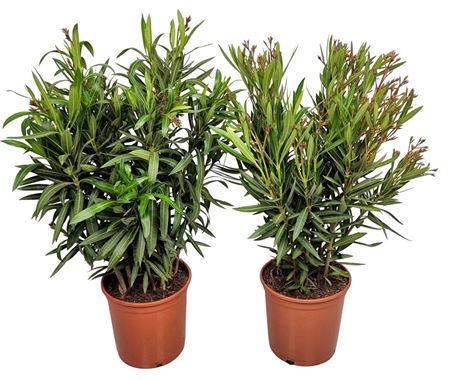 Nerium Oleander Bush