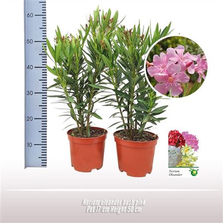 Nerium Oleander Red Bush Ton Sur Ton