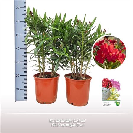 Nerium Oleander Whtie Bush Ton Sur Ton