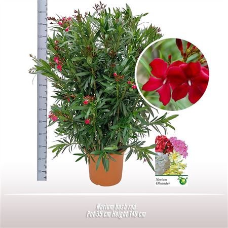 Nerium Oleander Red Bush Ton Sur Ton