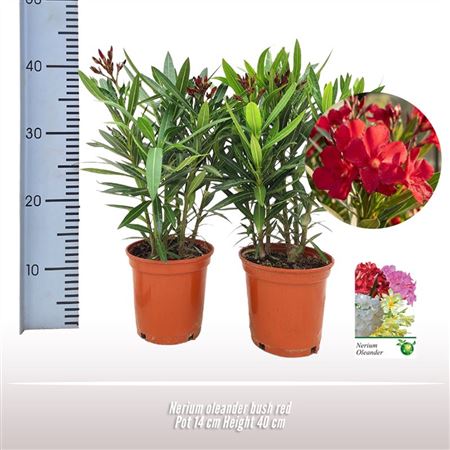 Nerium Oleander Red Bush Ton Sur Ton