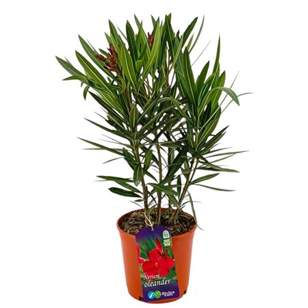 Nerium Oleander Red Bush Ton Sur Ton