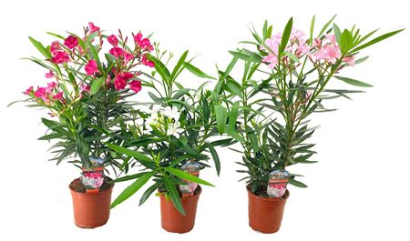 Nerium Oleander Bush