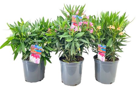 Nerium Oleander Bush