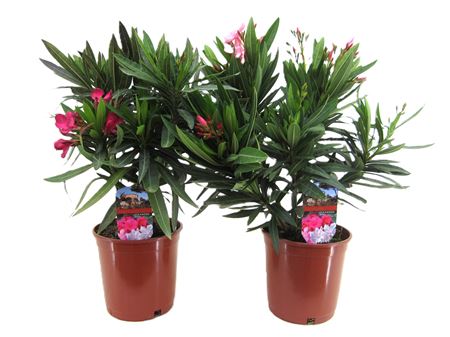 Nerium Oleander Bush
