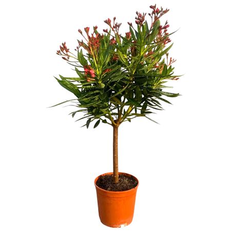 Nerium Oleander Pink On Stem