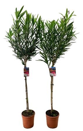 Nerium Oleander On Stem