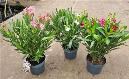 Nerium Oleander Mix Bush