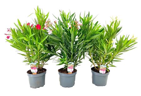 Nerium Oleander