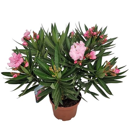 Nerium Oleander Mix Bush