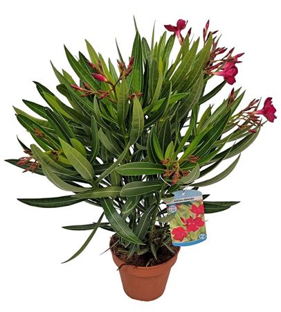 Nerium Oleander Red Double Flower Bush