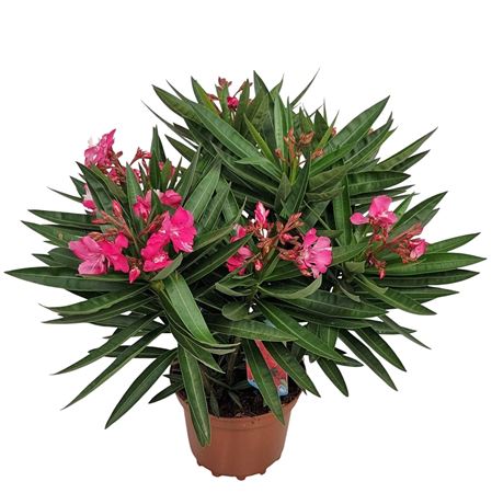 Nerium Oleander Red Double Flower Bush