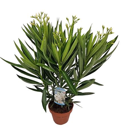 Nerium Oleander White Double Flower Bush