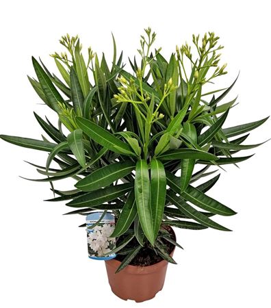 Nerium Oleander White Double Flower Bush