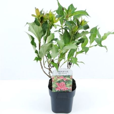 Weigela Red Prince