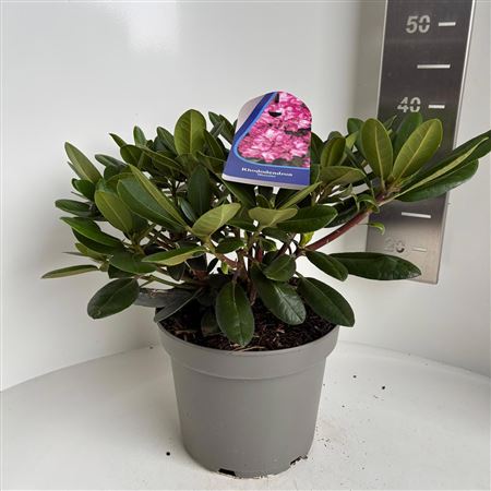 Rhodo (y) Blurettia