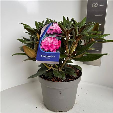 Rhodo Kalinka