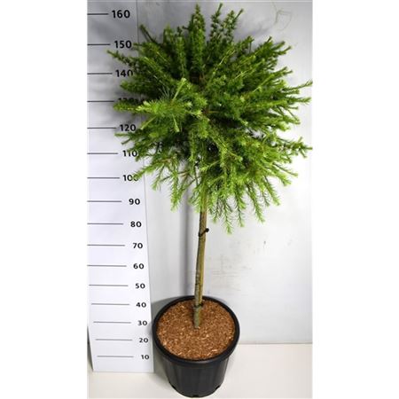 Larix Lar Arethusa Bog On Stem