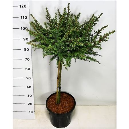 Larix Kaempf Grey Pearl On Stem