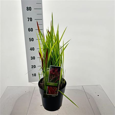 Imperata Cylindrica Red Baron