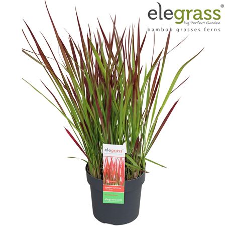 Imperata Cylindrica Red Baron