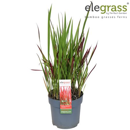 Imperata Cylindrica Red Baron