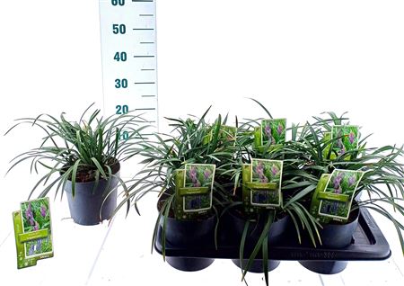 Liriope Muscari Ingwersen