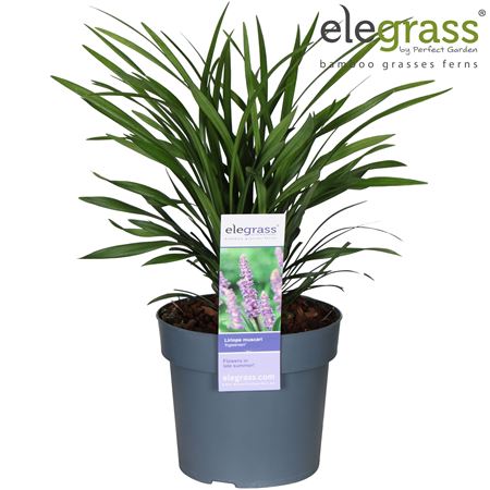 Liriope Muscari Ingwersen