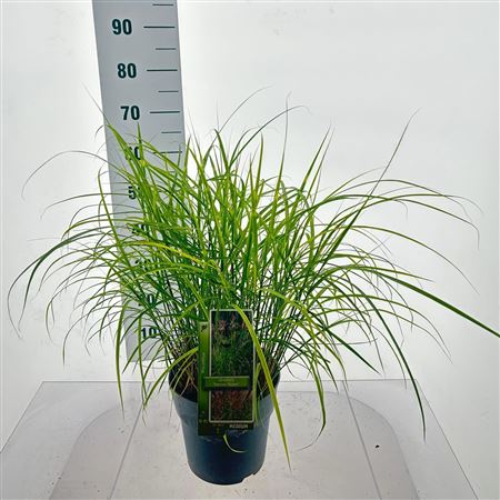 Miscanthus Sin Ferner Osten