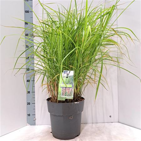 Miscanthus Sin Ferner Osten