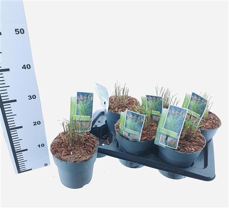 Miscanthus Sin Ferner Osten