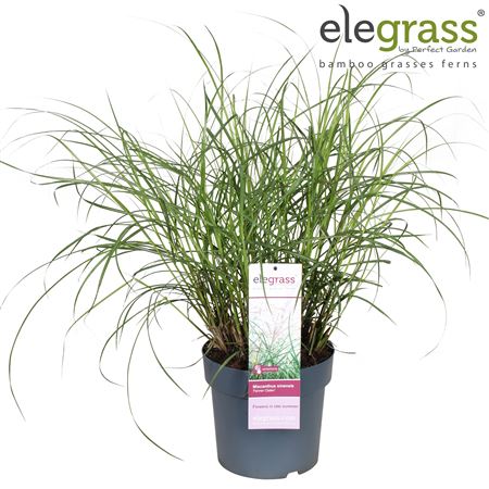 Miscanthus Sin Ferner Osten