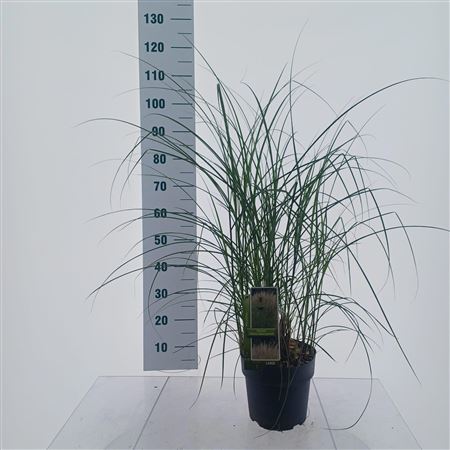 Miscanthus Sin Kleine Silberspinne
