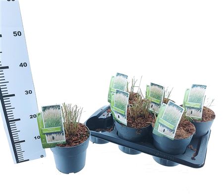 Miscanthus Sin Kleine Silberspinne