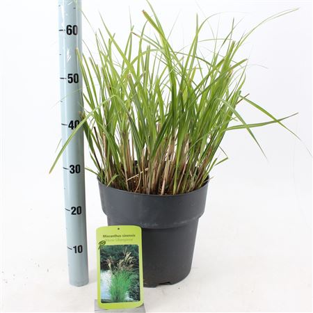Miscanthus Sin Kleine Silberspinne