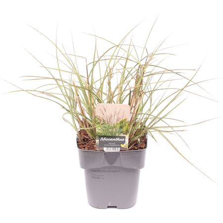 Miscanthus Sin Kleine Silberspinne