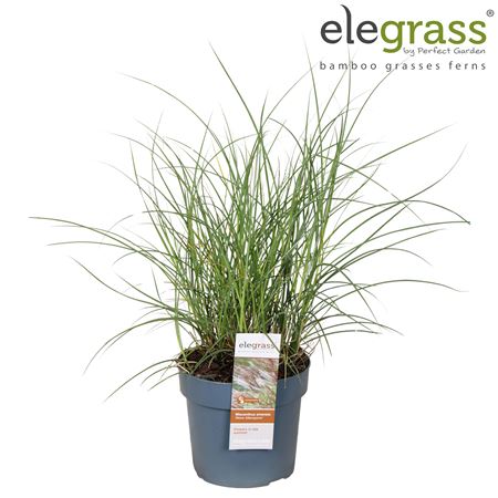 Miscanthus Sin Kleine Silberspinne
