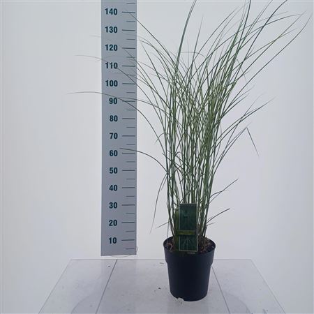 Miscanthus Sin Morning Light