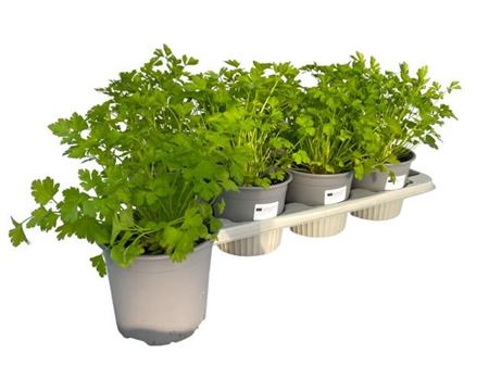 Petroselinum Crispum Var Neapolitanum