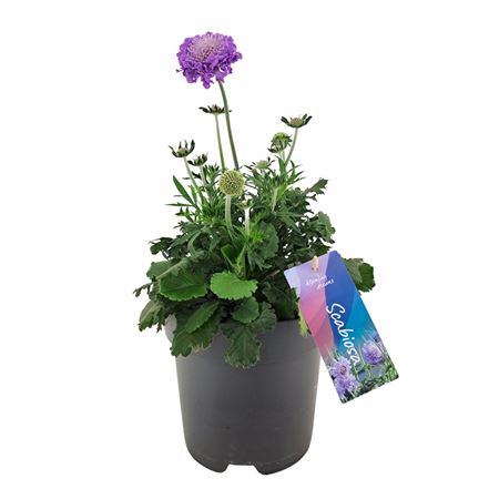 Scabiosa Columbaria Mariposa Blue