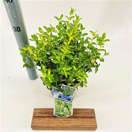 Euonymus Fort Blondy