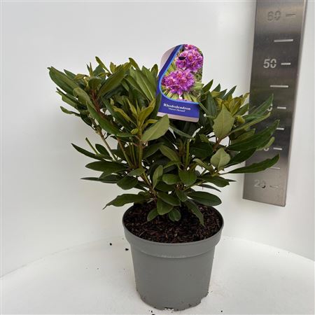 Rhodo Marcel Menard