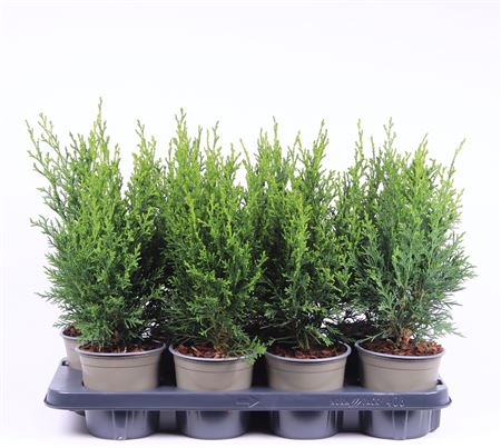 Chamaecyparis Laws Robusta