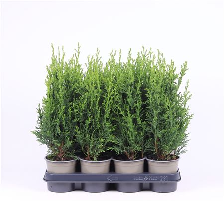 Chamaecyparis Laws Robusta