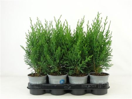 Chamaecyparis Laws Robusta