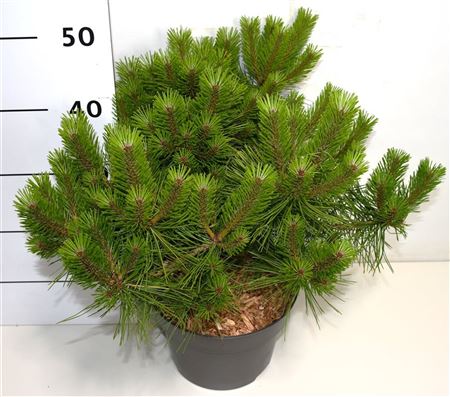 Pinus Dens Jane Kluis
