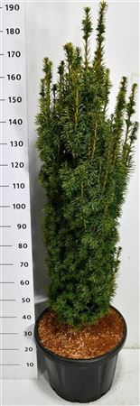 Taxus Bacc David