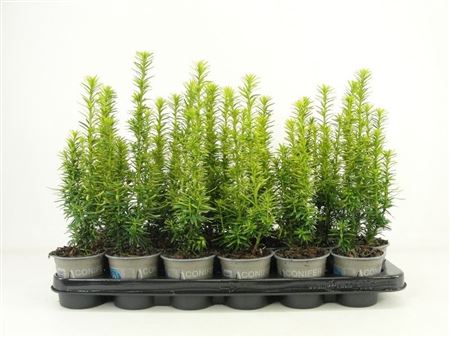 Taxus Bacc David