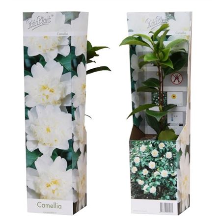 Camellia Japonica White