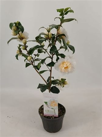 Camellia Jap Brushfield's Yellow 8+